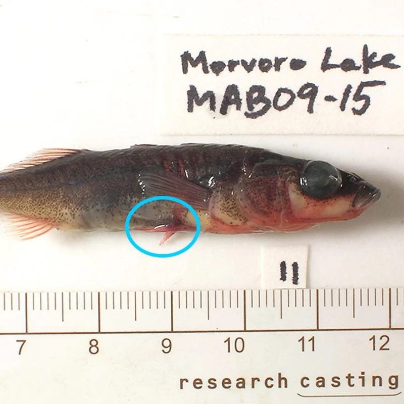 The virtual evolution stickleback lab