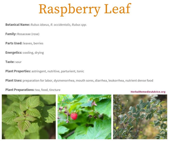 Red raspberry leaf smoking benefits