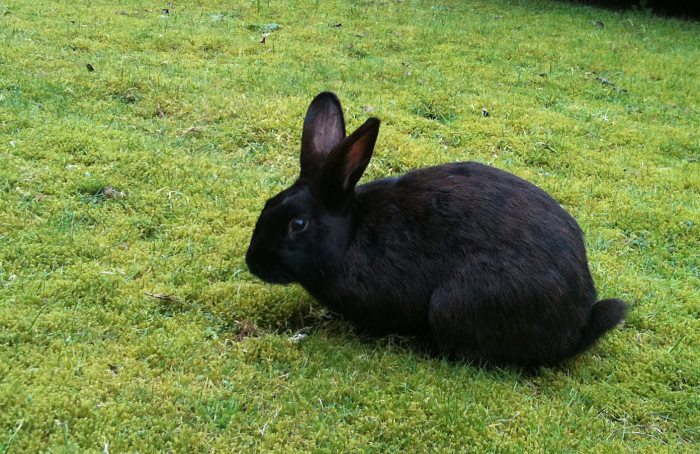 The black rabbit of inlÃ©