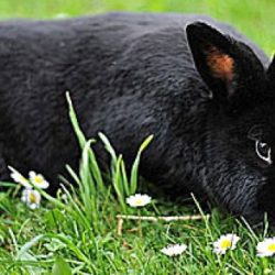 The black rabbit of inlÃ©