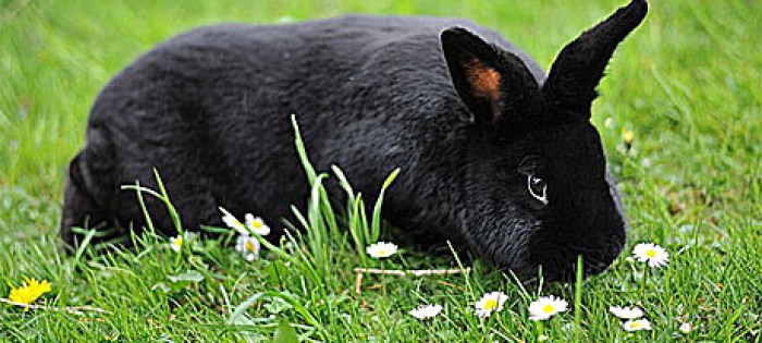 The black rabbit of inlÃ©