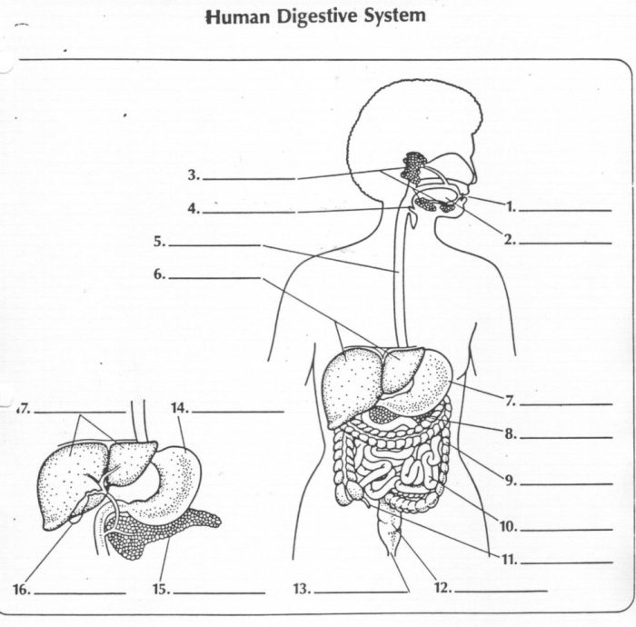 Human digestive system worksheet answers