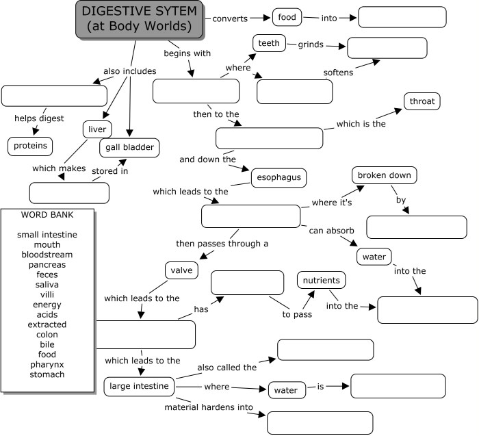 Digestive system human worksheet coloring sketch diagram answers pages label blank draw body paintingvalley worksheeto fungi kids via popular respiratory