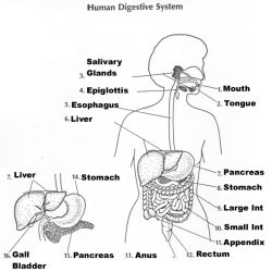 Human digestive system worksheet answers