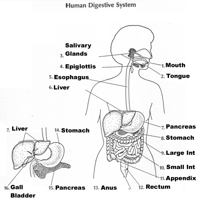 Human digestive system worksheet answers