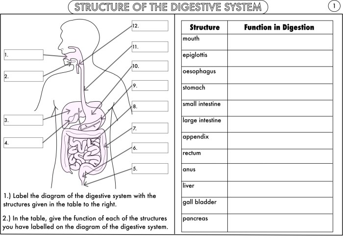 Human digestive system worksheet answers