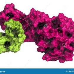 Lipid triglycerides fatty chylomicrons lipase acids lipoprotein vldl glycerol stored lipids chylomicron liver utilization libretexts