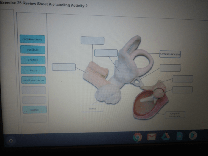 Labeling drag kidney identify onto